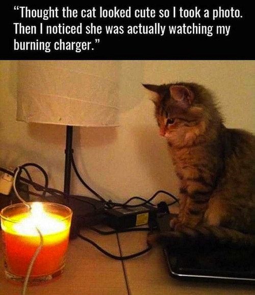 kitten-watching-charger-burn.jpg