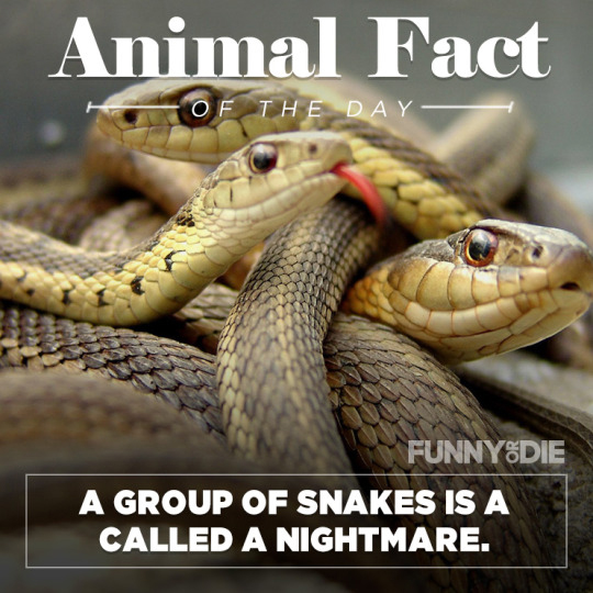 group-snakes.jpg