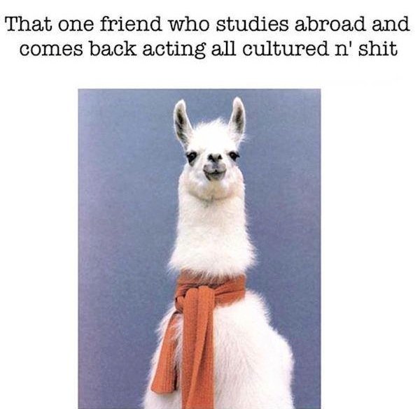 alpaca-studied-abroad.jpg