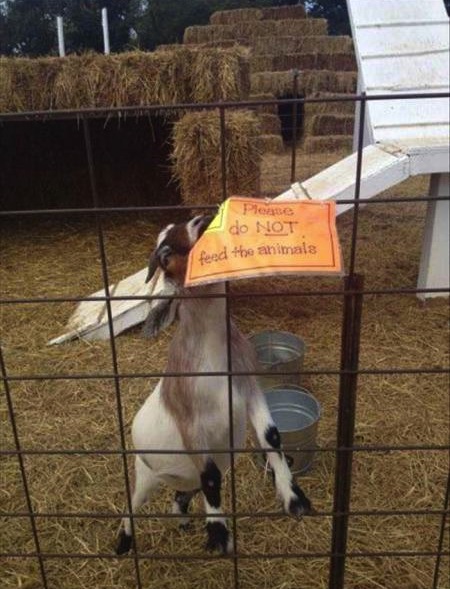 man_file_1062966_do-not-feed-animals-goat.jpg