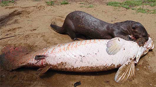 Arapaima - Ancient River Monster _ Animal Pictures and Facts _ FactZoo ___.jpg