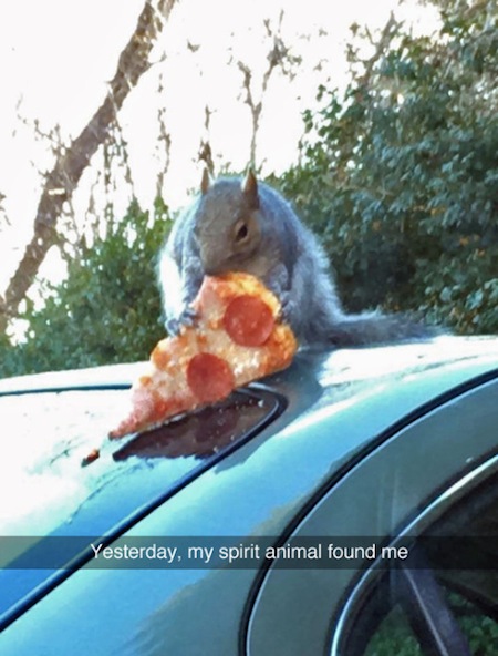 man_file_1064436_squirrel-pizza.jpg