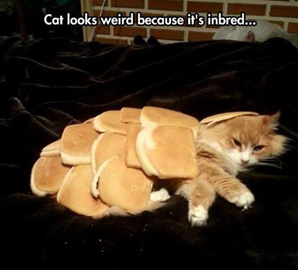 man_file_1065034_cat-in-bread.jpg