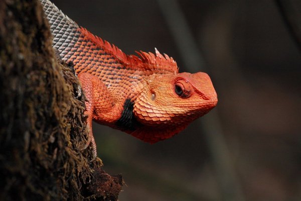 1024px-Oriental_Garden_Lizard_or_Bloodsucker.jpg