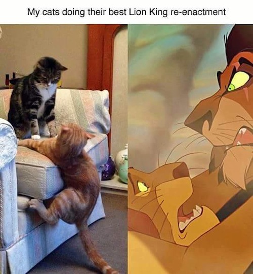 man_file_1065887_cats-reenacting-lion-king.jpg