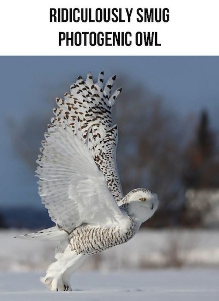 man_file_1065887_ridiculously-photogenic-owl.jpg