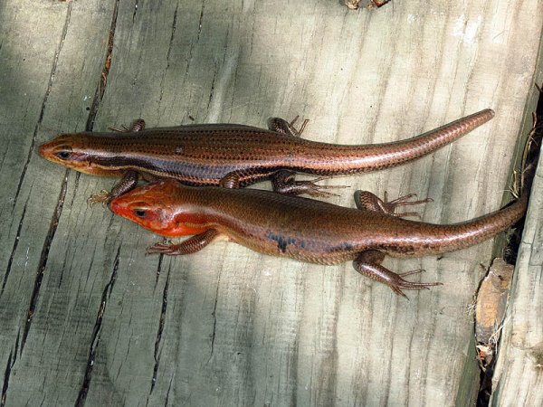 broad-headedskink-mating001.jpg