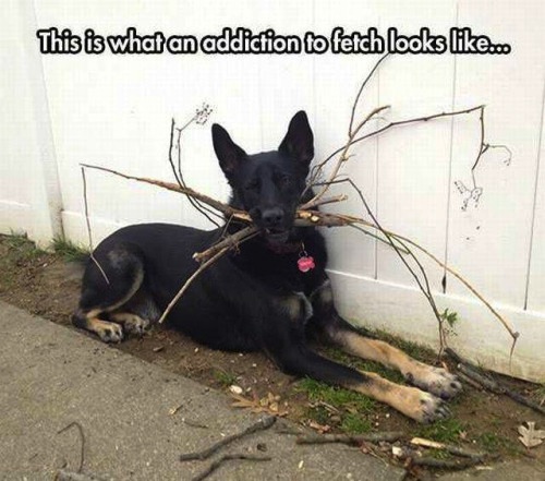 man_file_1066425_addicted-to-fetch.jpg