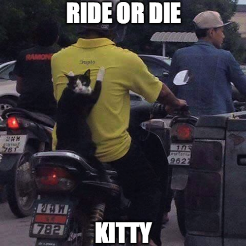 man_file_1066539_ride-or-die-cat.png