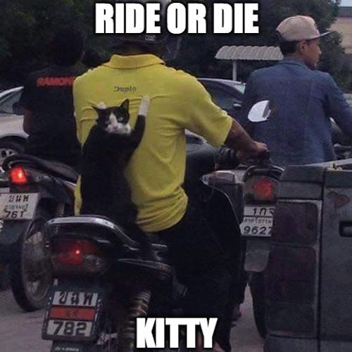 man_file_1066539_ride-or-die-cat.png man_file_1066539_ride-or-die-cat.png
