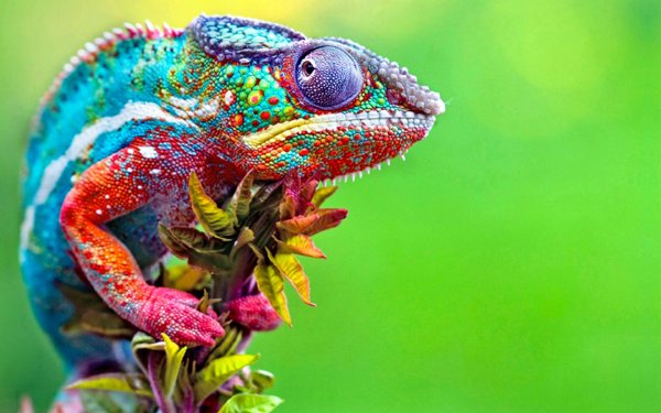 chameleon example.jpg