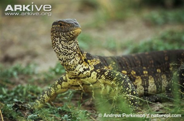 Nile-monitor.jpg Nile-monitor.jpg