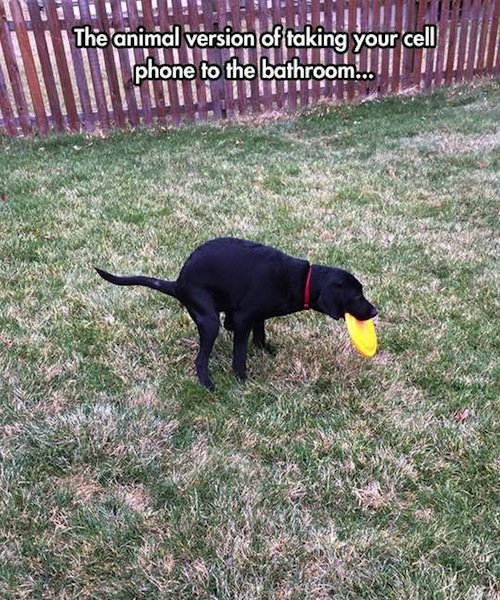 man_file_1066781_dog-frisbee-pooping.jpg