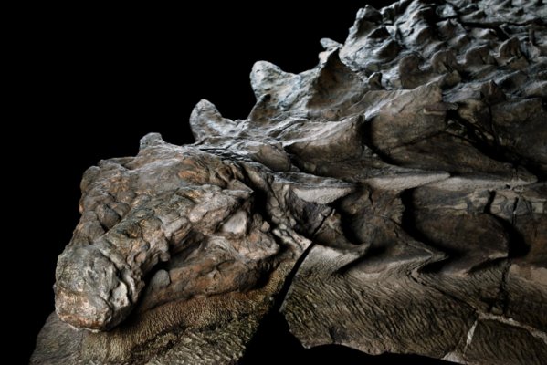 nodosaur-fossil-canadian-mine-face_adapt_1900_1.jpg