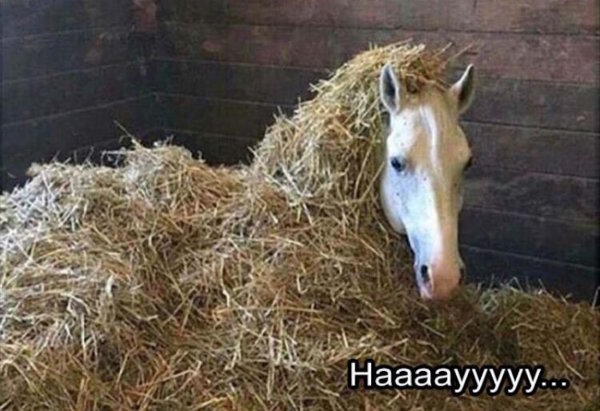 hay.jpg