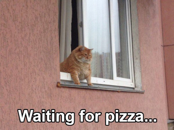 man_file_1066999_waiting-for-pizza-cat.jpg