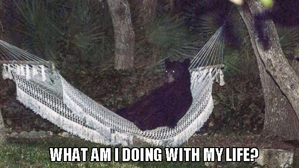 man_file_1067037_bear-hammock.jpg