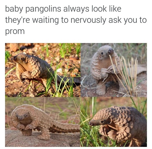 man_file_1067282_baby-pangolins-prom.jpg