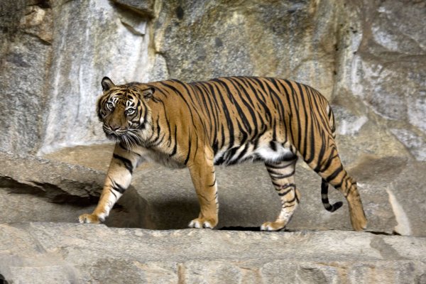 Sumatran_Tiger_Berlin_Tierpark.jpg