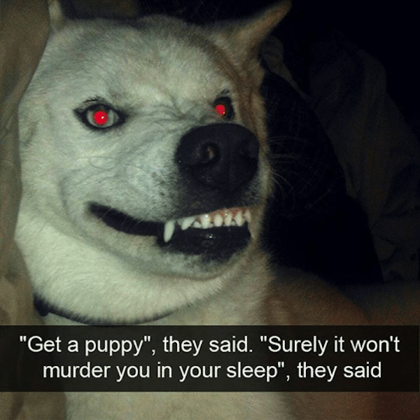 get-a-puppy-they-said-surely-it-wont-murder-you-24511535.png