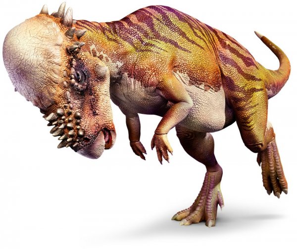 Pachycephalosaurus_right_mch8y6.jpg Pachycephalosaurus_right_mch8y6.jpg