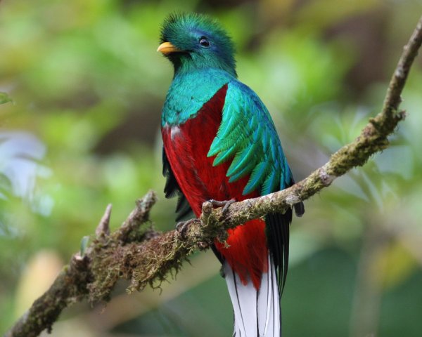 quetzal-bird.jpg