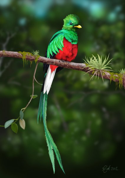 resplendent_quetzal_2__digital_painting__by_rick_lilley-d5dgv3e.jpg