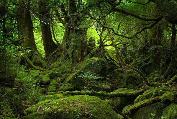 yakushima_forest_day1_lg2.jpg