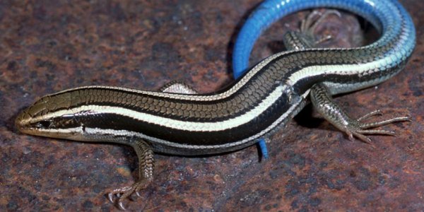 blue_tailed_skink_01L.jpg