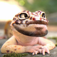 beardy-gecko_Avitar.jpg