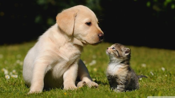 cute_friendship-wallpaper-1366x768.jpg