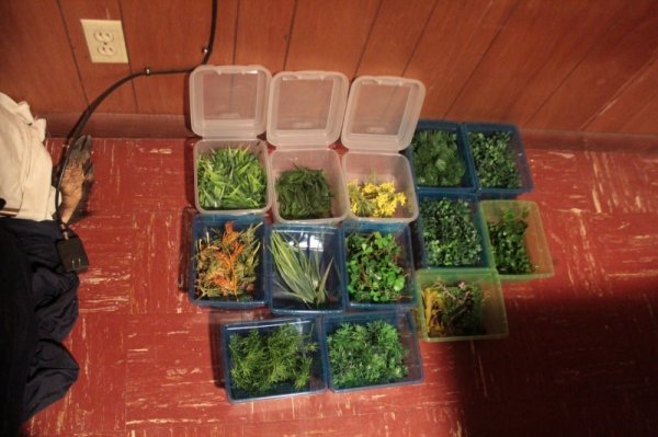 SethDrallitoc_jungle organizer trays.jpg SethDrallitoc_jungle organizer trays.jpg