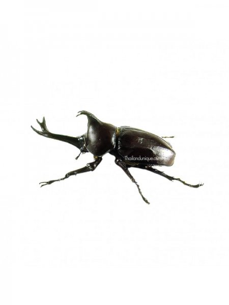 edible-male-rhino-beetle-600x800.jpg