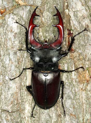 Lucanus-cervus-01.jpg