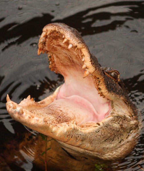 crocmouthopentrek.jpg