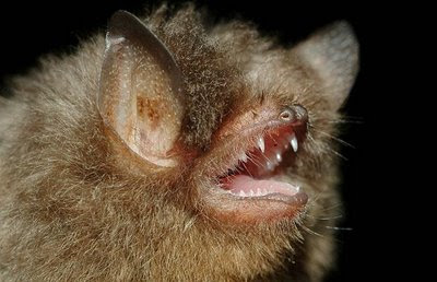 ugly-bats2.jpg
