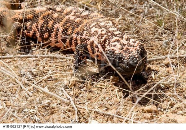 a_gila_monster_heloderma_suspectum_a_venomous_a18-862127.jpg