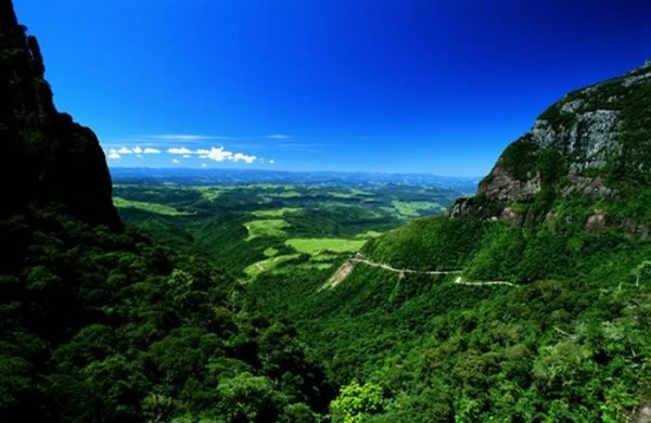 mini-brazil-rainforest.jpg