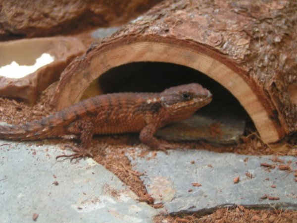 PICT0068.jpg PICT0068.jpg