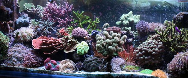 1024px-Reef_Aquarium_At_Home.jpg