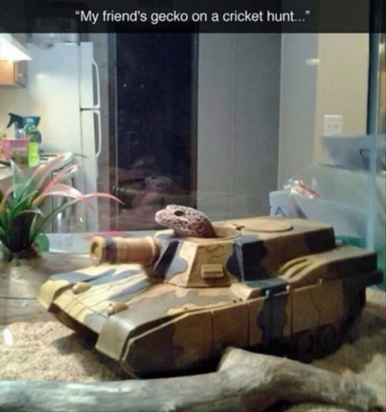 gecko tank.jpg