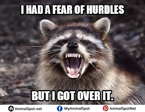 Bad-Pun-Raccoon-Meme.png