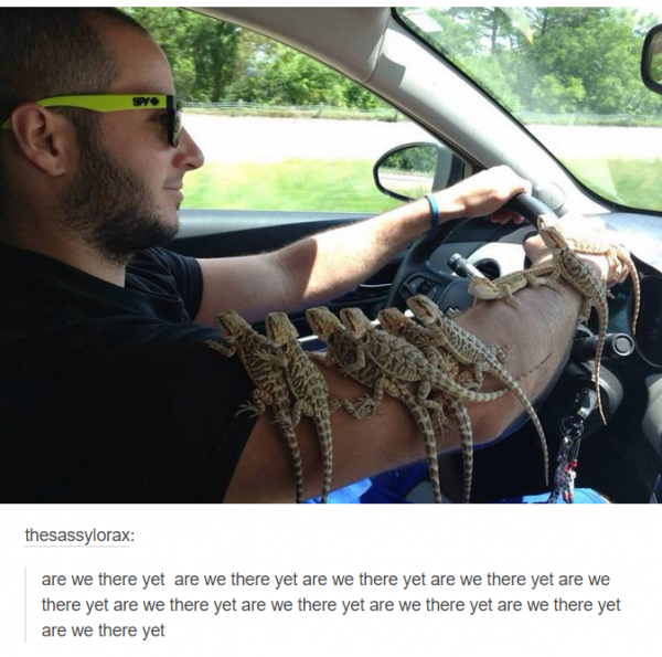 lizards in a car.png