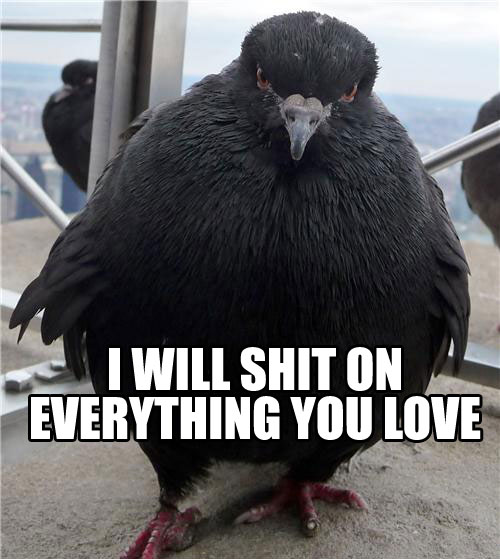 pigeon-poop.jpg