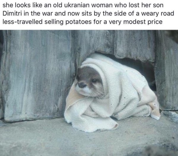 the-best-funny-pictures-of-otter-looks-like-russian-woman-768x674.jpg