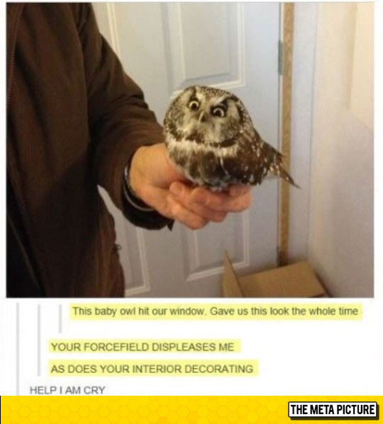 funny-owl-cute-displease-1.jpg