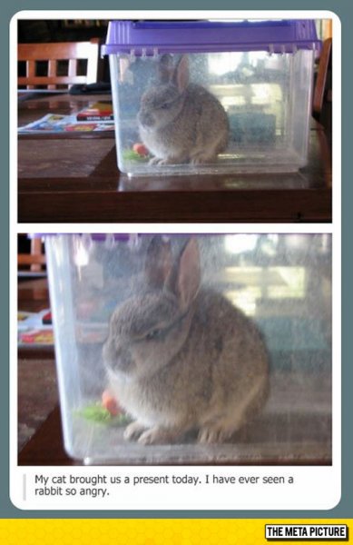 funny-angry-bunny-inside-container-plastic-1.jpg