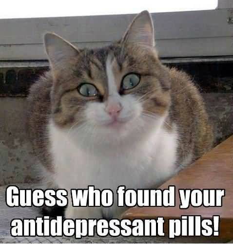 Cat-Meme-Guess-who-found-your-antidepressant-pills-Image.jpg