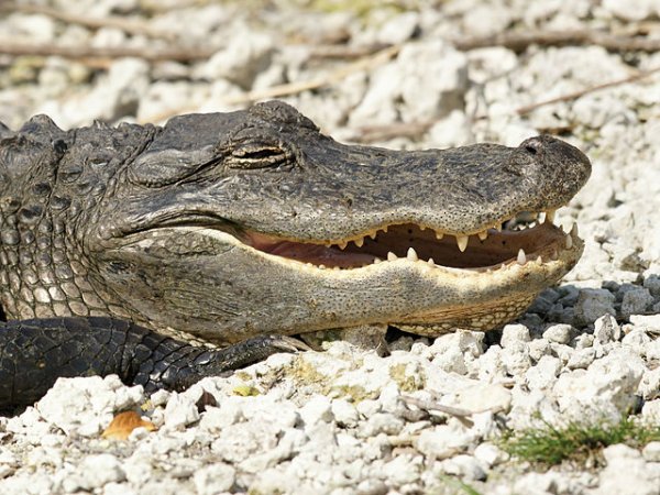 laughing-alligator.jpg laughing-alligator.jpg