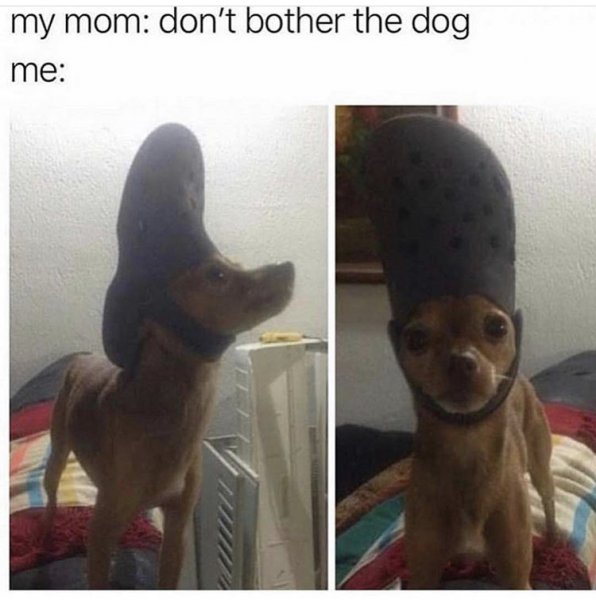 dog-crock.jpg